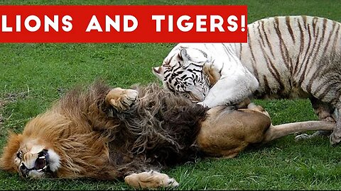 Funny Lion and Tiger Videos Weekly Compilation 2017 | Funny Pet Videos