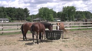 In 2010, she purchased the 30-acre property at 4519 E. Berry Road in Pleasant Lake so the horse could have its own space.