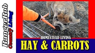 Hay & Carrots For All The Pigs