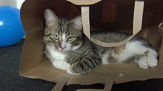 Quiet Cat Meditates in a Paper Bag