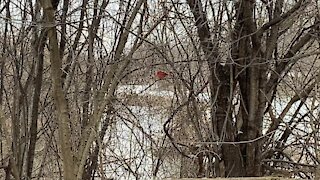 Cardinal and Nuthatch