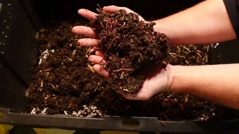 Worm Wednesday: Resetting the red wigglers worm bin
