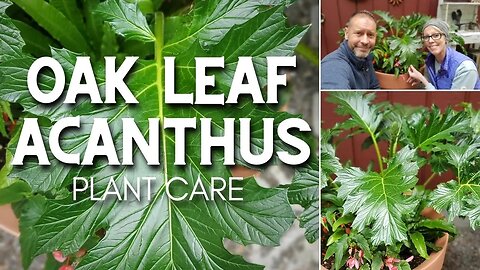 🌿 Oak Leaf Acanthus - Friday Plant Chat 🌿