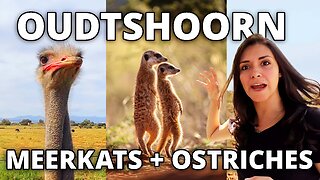 Meerkat and Ostrich Safari in Africa! | What to do in Oudtshoorn, South Africa and surroundings