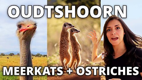 Meerkat and Ostrich Safari in Africa! | What to do in Oudtshoorn, South Africa and surroundings