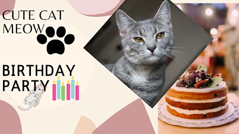 Cats meowing to attract cats , Cat birthday party, Cat meowing, Cat sound, Funny cat videos