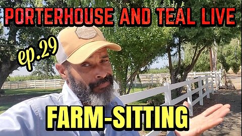 Porterhouse and Teal LIVE The farm-sitting dilemma ep.29