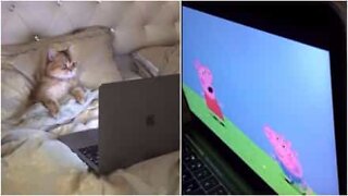 This kitten is a huge Peppa Pig fan