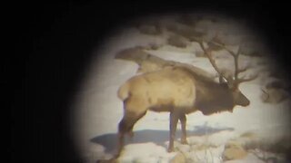 3-LEGGED BULL ELK!