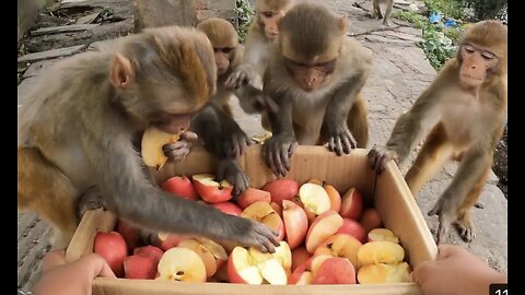 monkeys having fun eating apples ( monkey official video)2022