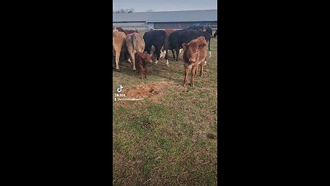 Baby bull calf with big sister Swiss.