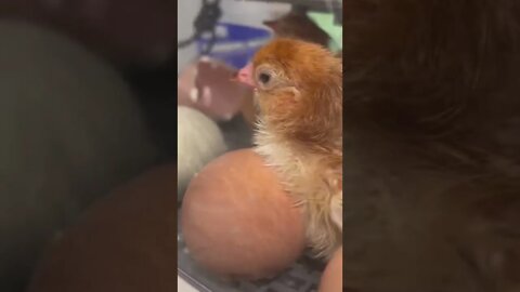 Surprise! Chicks hatched early!