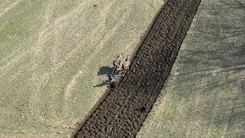 Amish Man Plowing