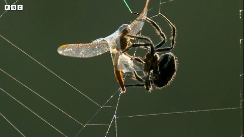 Real-Life Spider Shoots Web 25 Metres Long! |The Hunt 4K UHD | BBC Earth 🌍🌎