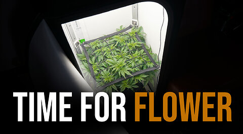 VGrow Automated Run - Flower Time