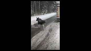 Moose Strike