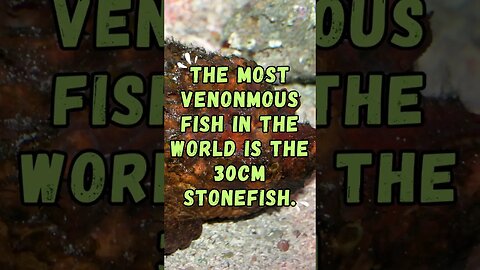 🐟Discover Fascinating Animal Facts👀 #shorts #shortsfact #animalfacts #fish #stonefish #poisonous