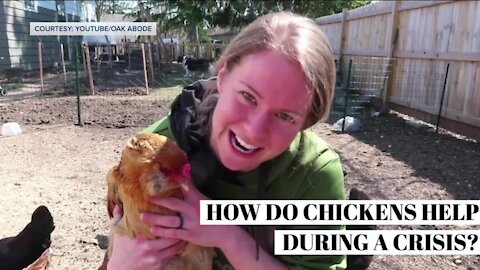 How a Wisconsin woman turned her YouTube channel about chickens into a full-time job