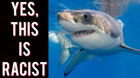 Shark Week BLASTED for being too white! More important than Elon Musk Twitter leaks!