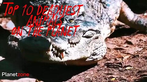 Top 10 Deadliest Animals on the Planet
