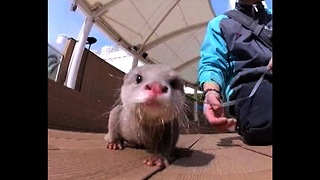 Baby White Otter