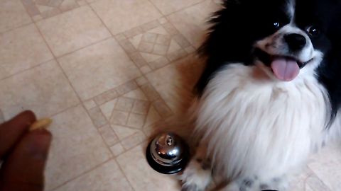 Puppy Rings The Dinner Bell