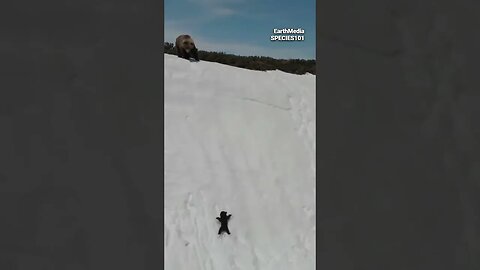 Grizzly Cub Overcomes Snowy Mountain to Reach Mother Bear