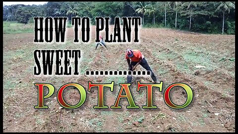 HOW TO PLANT SWEET POTATO IN JAMAICA