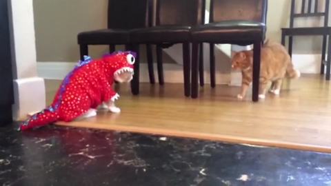 "Cat Backs Away Slowly From Scary Monster Cat"