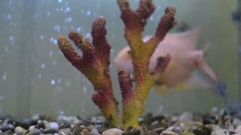 Colorful Golden Fish Enjoying In The Aquarium (2)