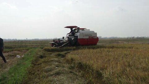 Harvesting rice