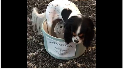 Dog performs "magic trick", makes bunny "disappear"