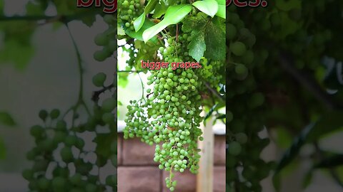1 trick will help you grow bigger grapes #shorts #grape #gardening #vines #viralshorts #viral