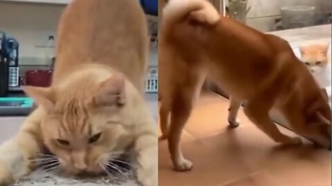 😆Cats and dogs fighting very funny😂|| Try not to laugh ||#shorts