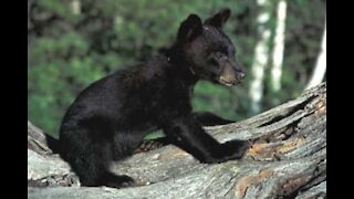 Filhote de urso passeia por campus de universidade