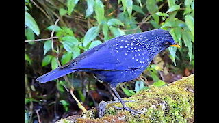Blue Whistling Thrush bird video