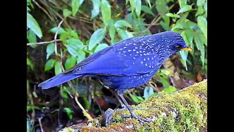 Blue Whistling Thrush bird video