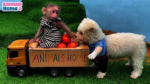 baby monkey animal bi bi | BiBi steals police Amee's vegetable truck(4645)