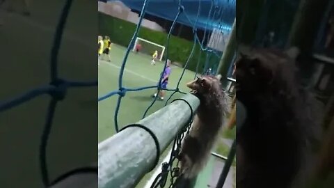 Rato assistindo a uma partida de futebol