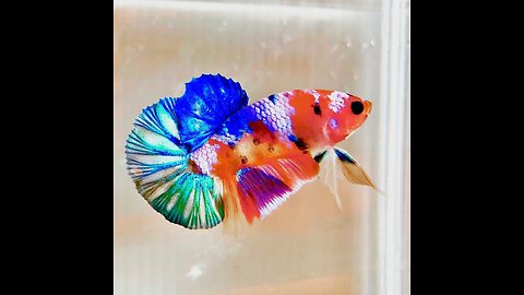 Bettafish Multy Colors candy