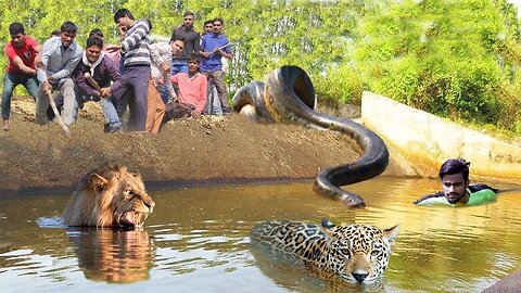 Python Too Aggressive! Big Cat Don't Escape From Anaconda - Maasai Aborigines Hunt And Kill Big Cat
