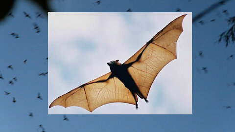 Two million bats swarm over bridge in Austin, Texas