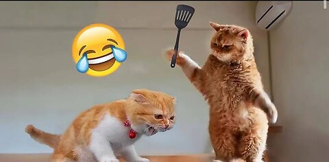 Funny Cats And Dogs Videos 😂