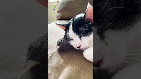 Adorable Sleepy Cat With Her Toy Mouse!