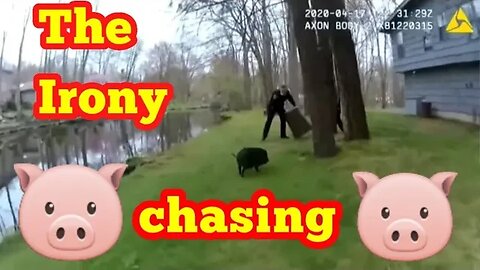 CT cops chasing a pig