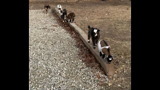 Baby Goats On Balance Beam