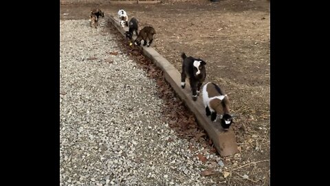 Baby Goats On Balance Beam