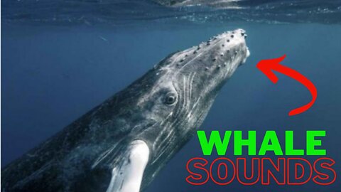 🐳Sounds! of whales is the best sonar at sea, #didyouknow?🐳