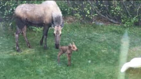 Alce neonata nasce in un giardino