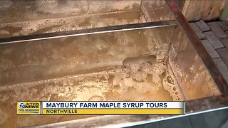 Turning Sap into Syrup at Maybury Farm